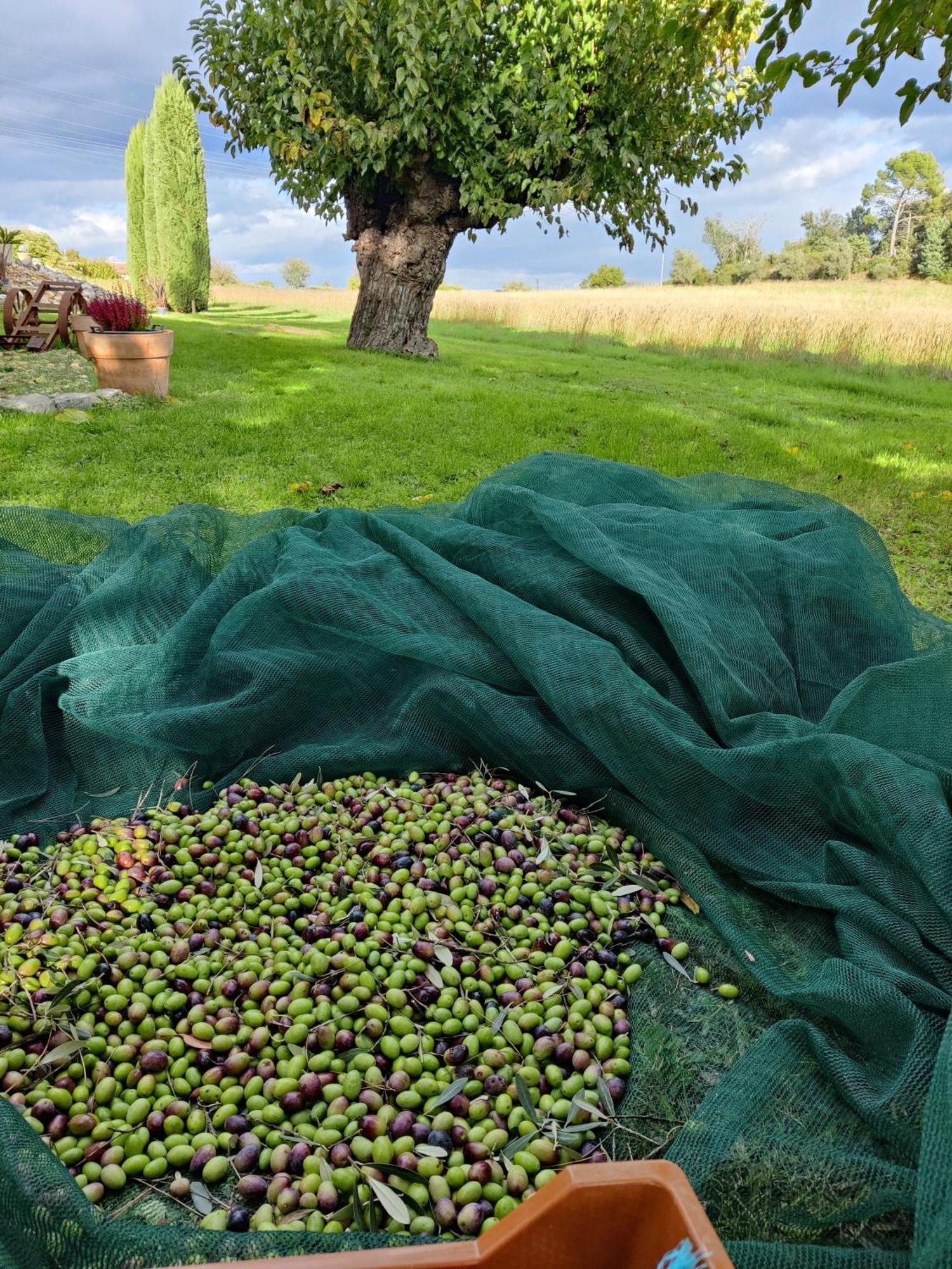 Gite Proche De La Bambouseraie Boisset-et-Gaujac Ngoại thất bức ảnh